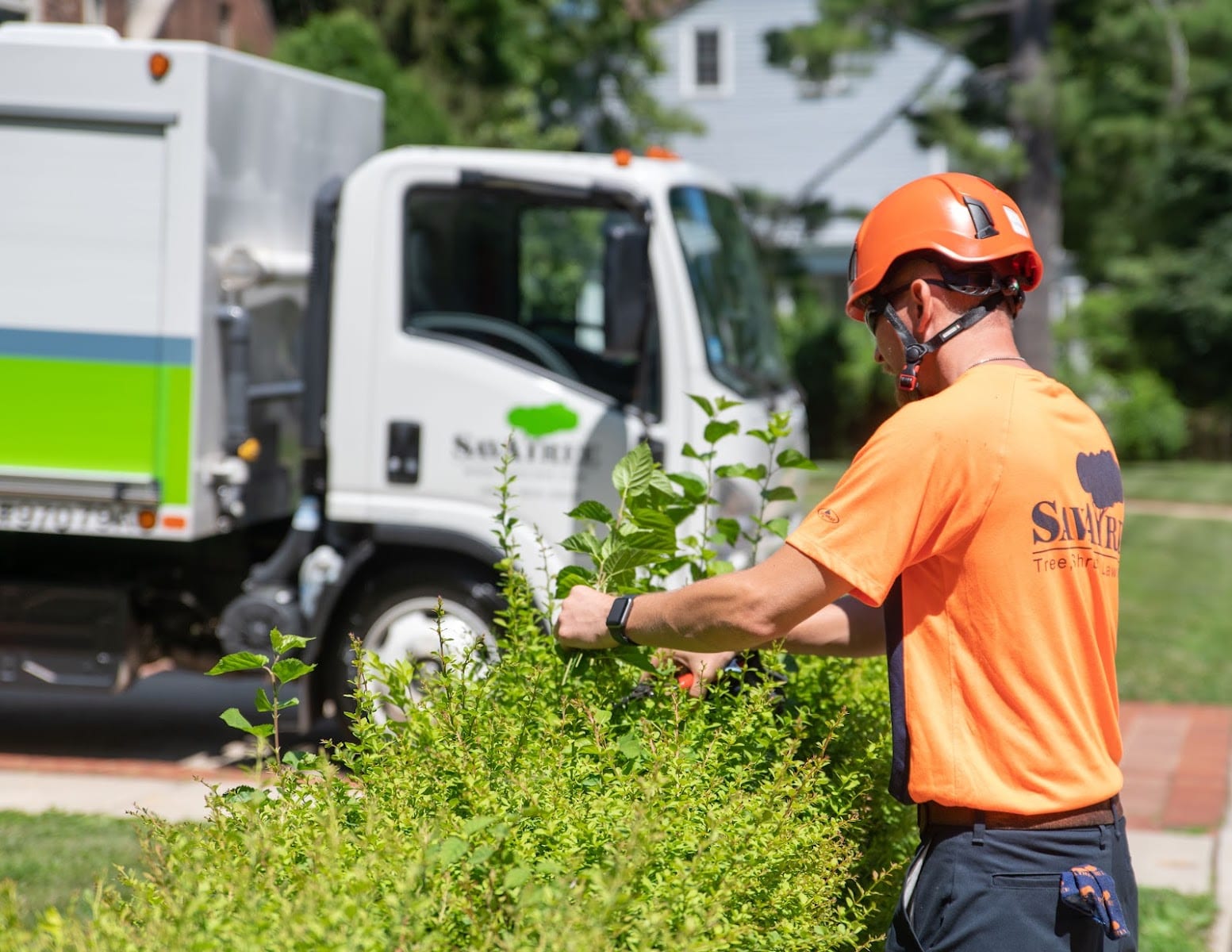SavATree - Tree Service, photo 2