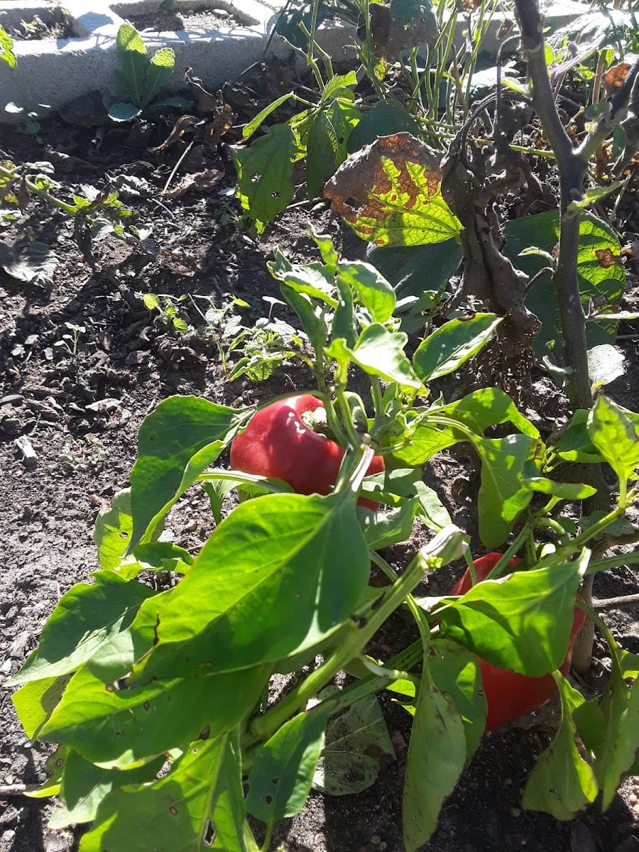 Unity Park Community Garden