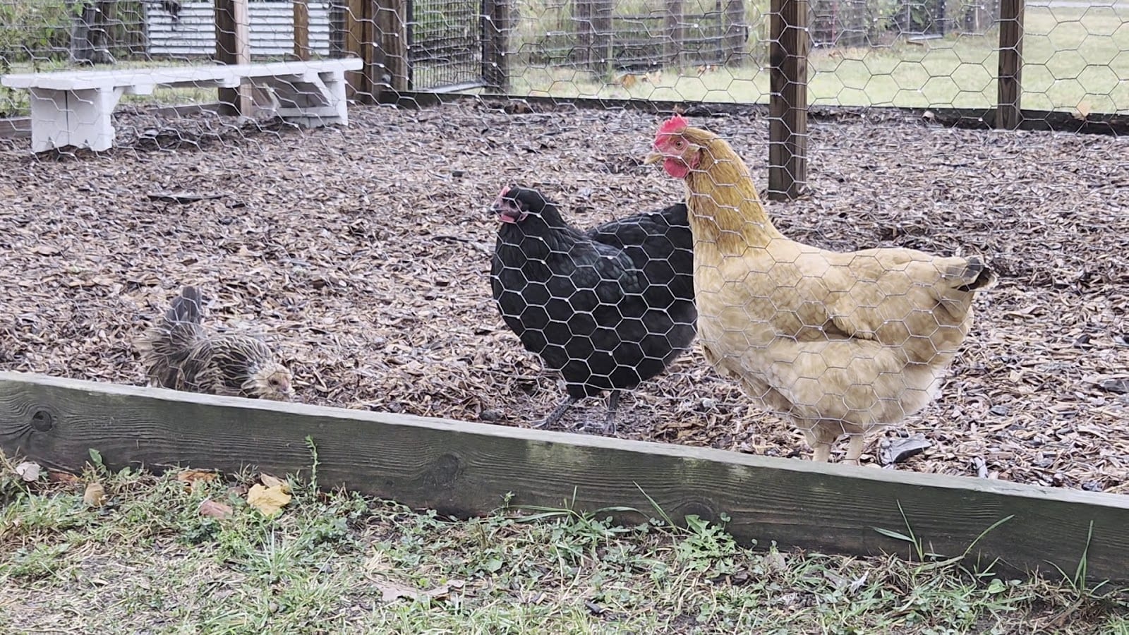 Salomon Farm Park, photo 3