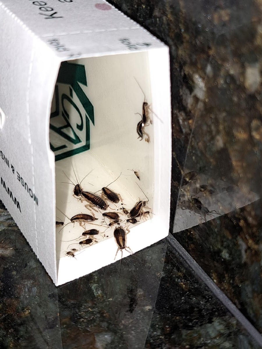 Family First Pest Control
