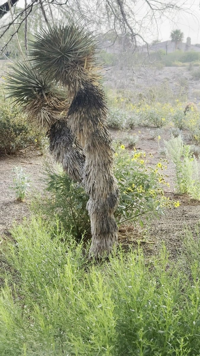 Hualapai Canyon, photo 2