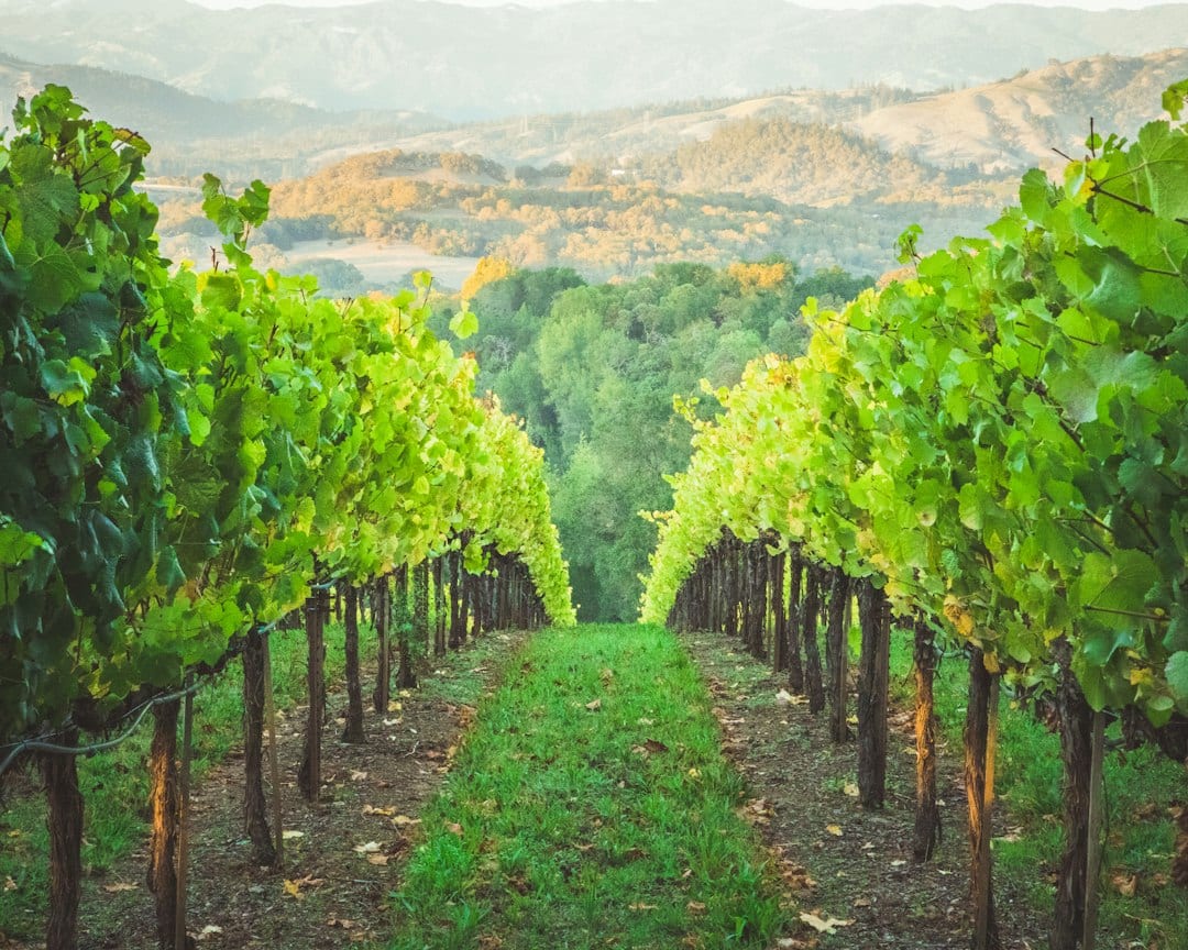 Temecula Wine Country in October: A Month Built for the Patio