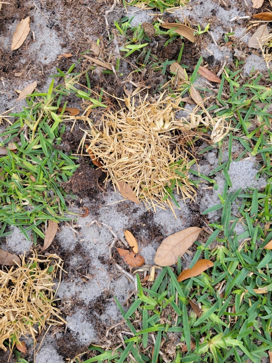 Massey Services GreenUP Lawn Care Service, photo 4