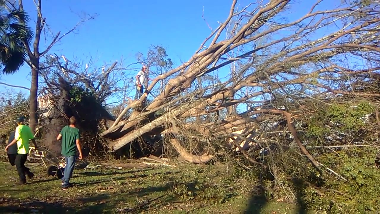bryan jackson tree service, photo 3