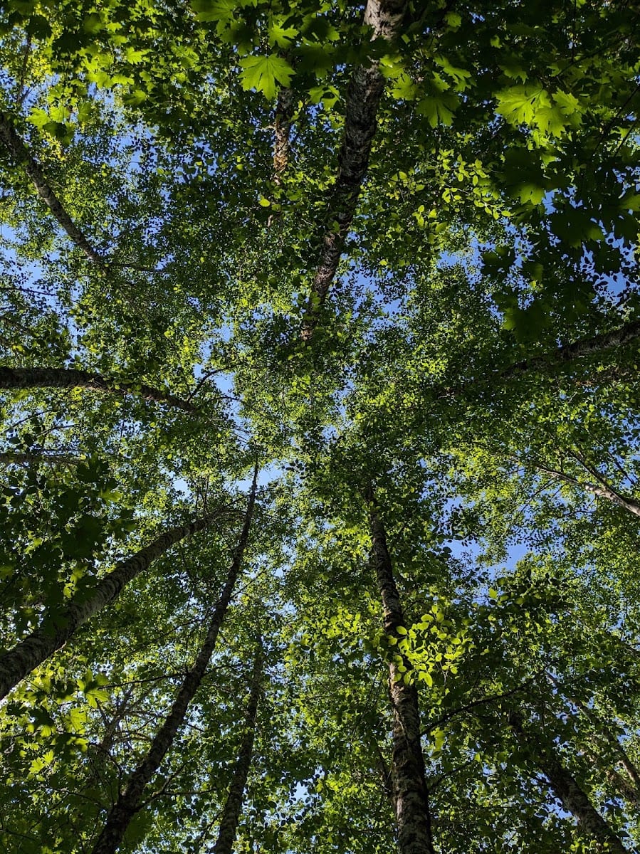 Taylor Wetlands Park, photo 3