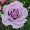 Snooper’s Nursery & Garden Center