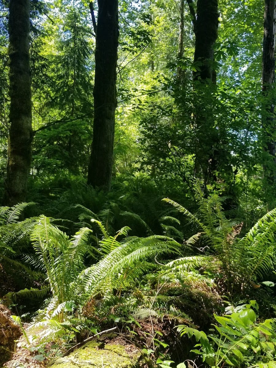 McGrath Woods Park