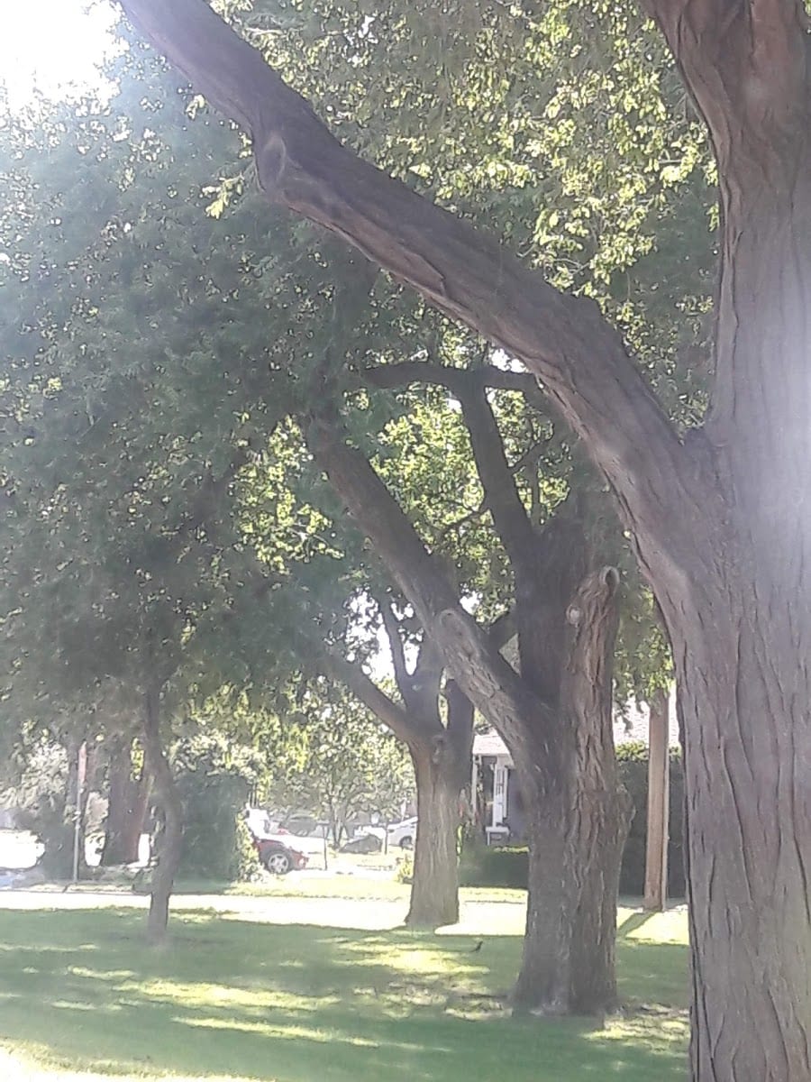 Stumpy Hamilton Park, photo 3