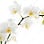 Orchid Nail Spa – Walk-ins Welcome