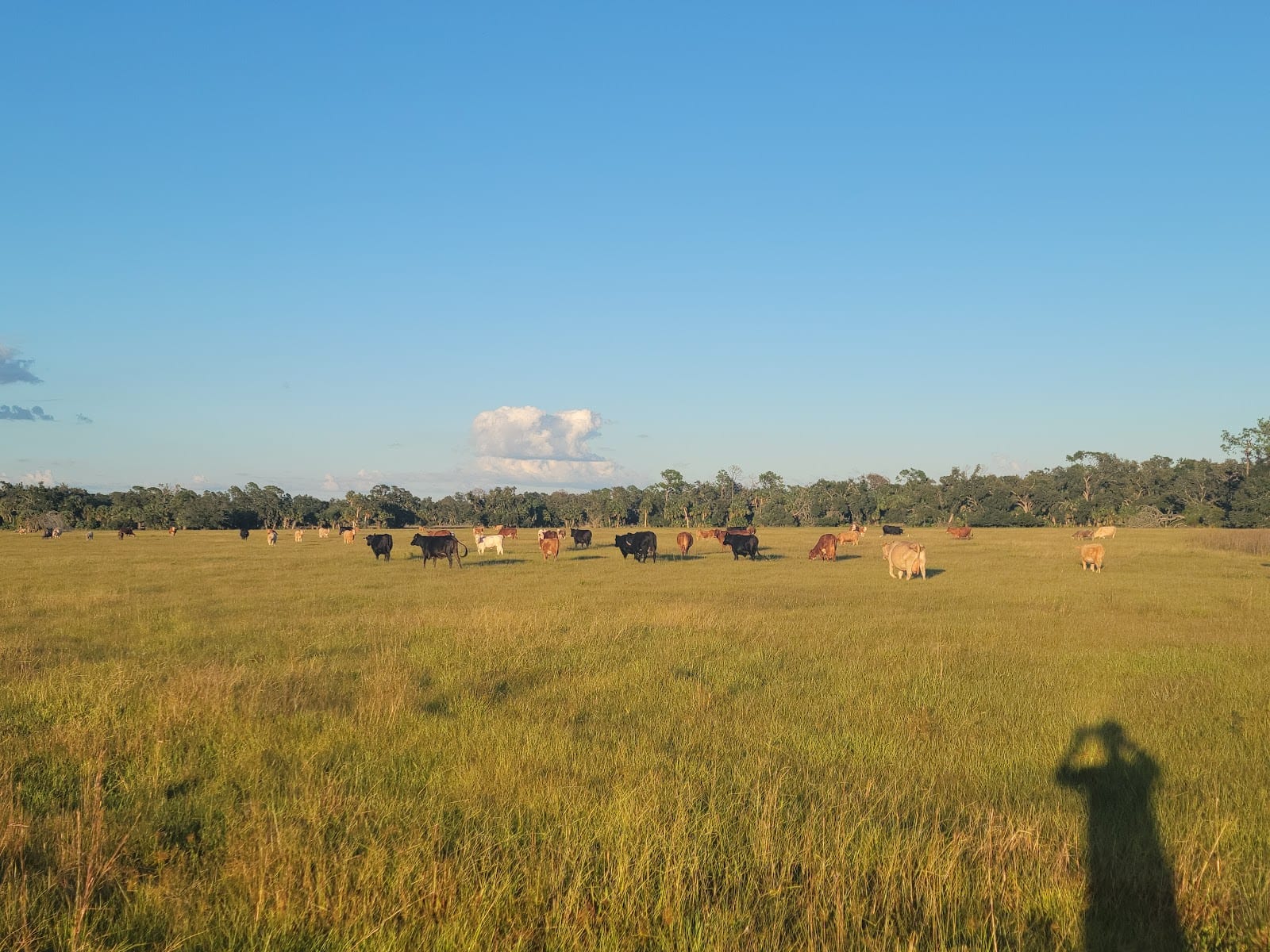 Walton Ranch Preserve, photo 3
