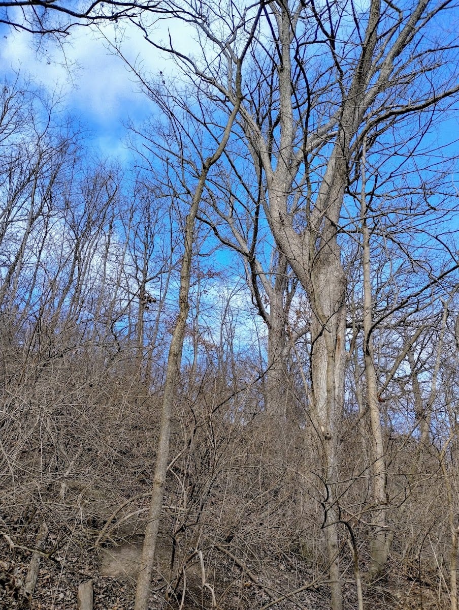 White River Trailhead: 8th and Raible