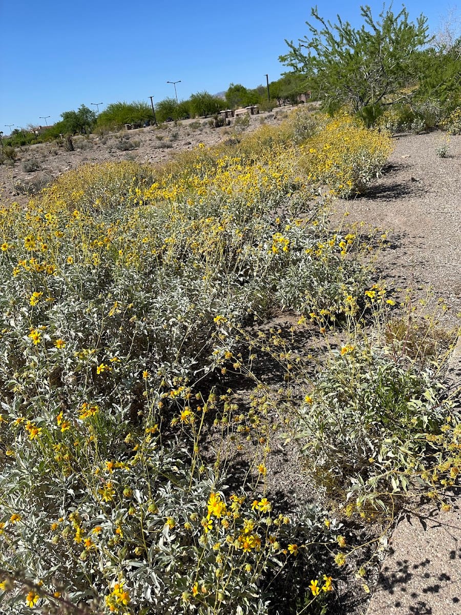 Hualapai Park