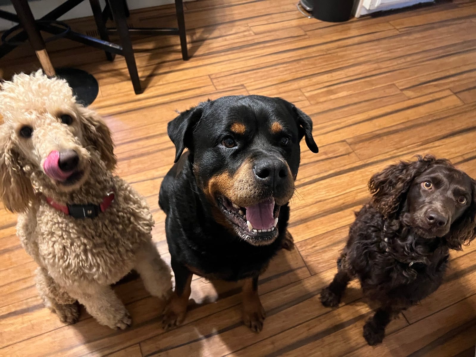 No Place Like Home Pet Care.llc, photo 3