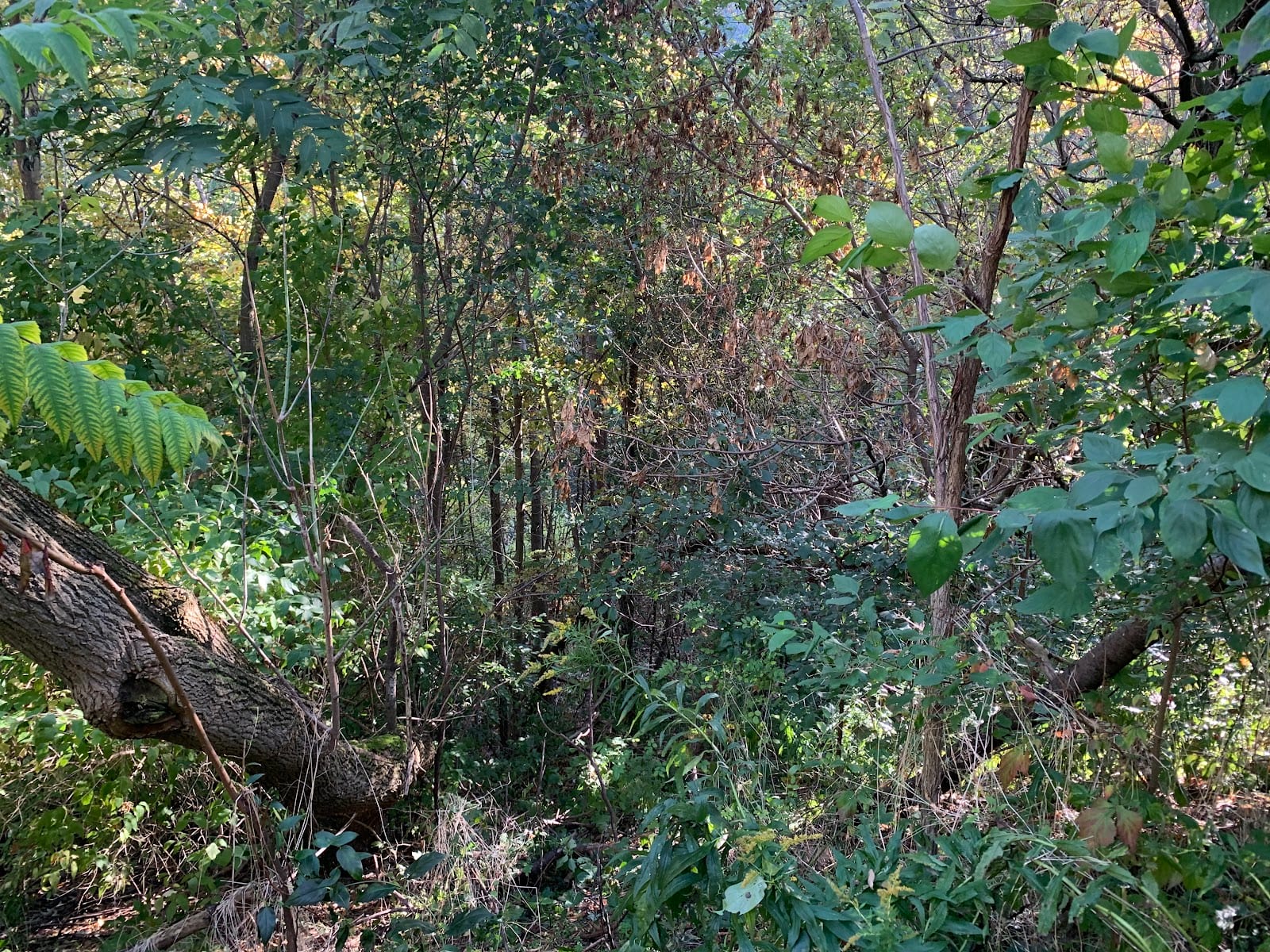 Northwood Park, photo 2