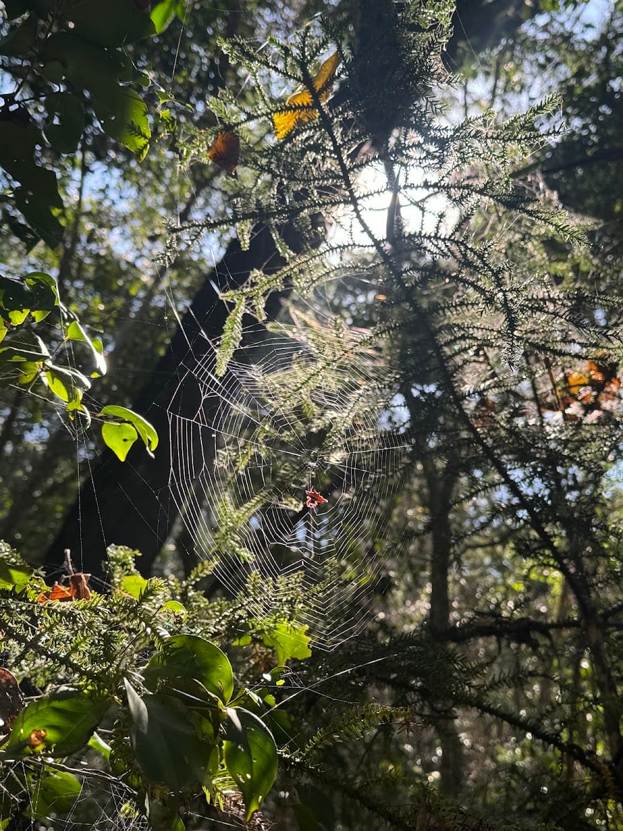 Paradise Falls