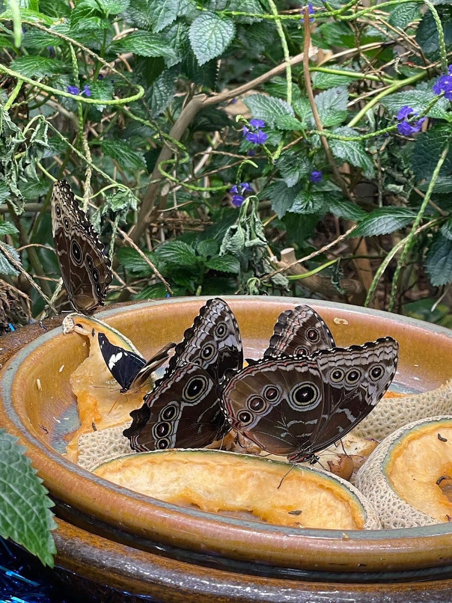 Dancing Wings Butterfly Garden