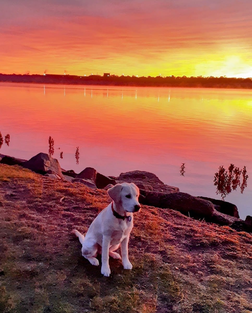Hastings Foreshore Reserve Dog Off Leash Area, photo 2