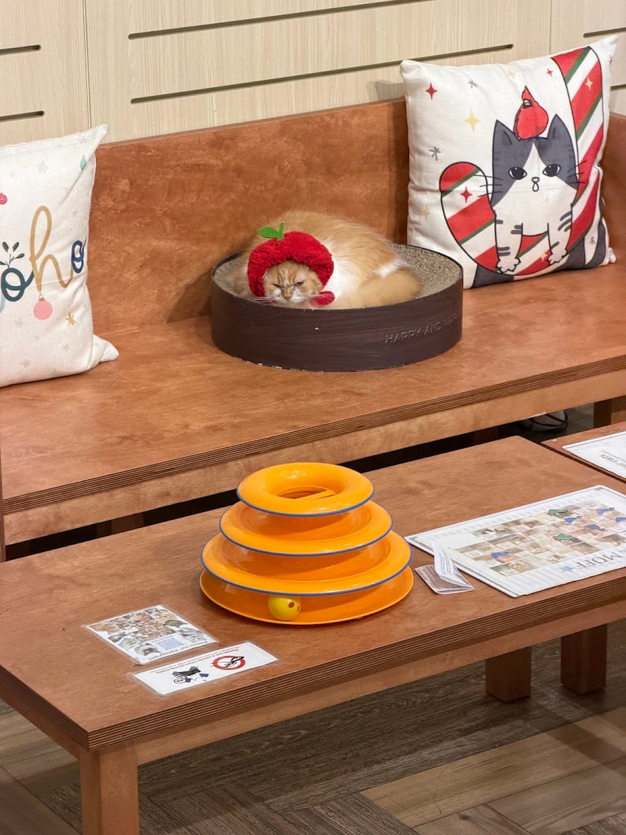 Cat Café MOFF International Market Place