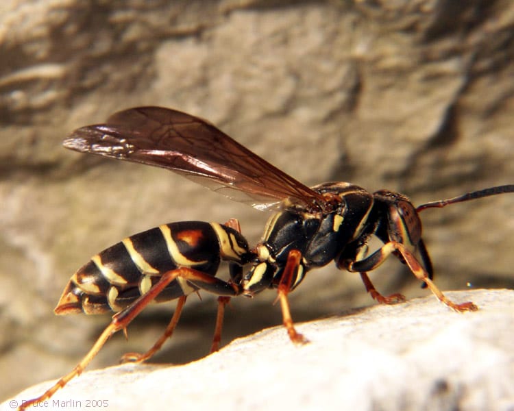 Custom Termite and Pest Control Inc