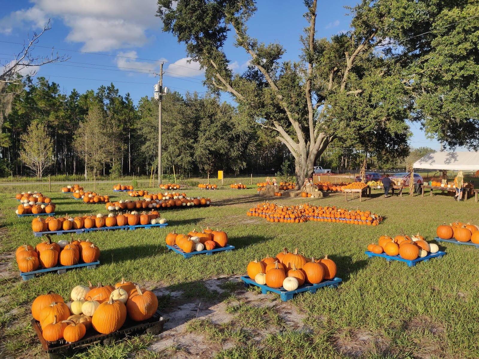 Amazing Grace Farms | Jacksonville Sunflower & Pumpkin Farm, photo 4