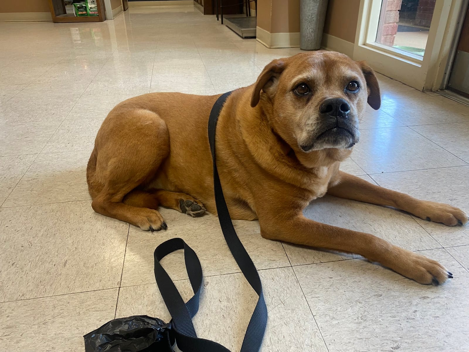 Best Friends Animal Hospital