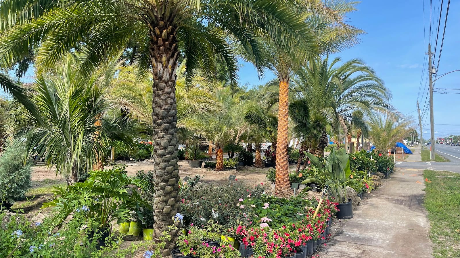 Palm Brothers Landscaping, photo 2