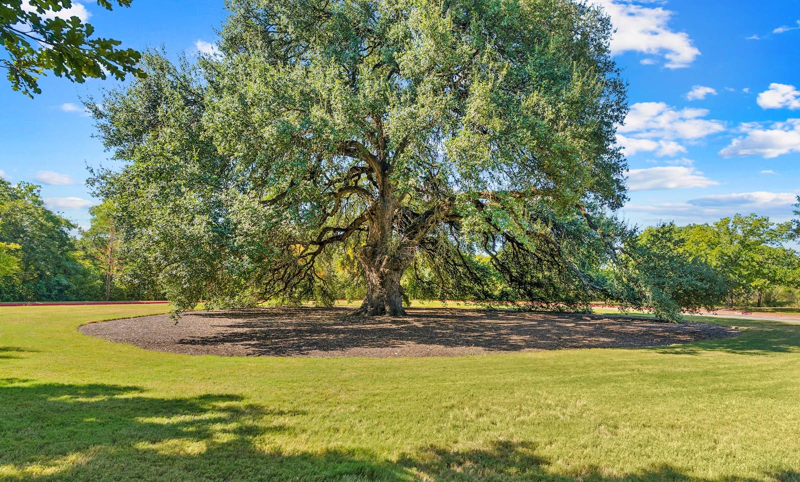 MAA Ashton Oaks