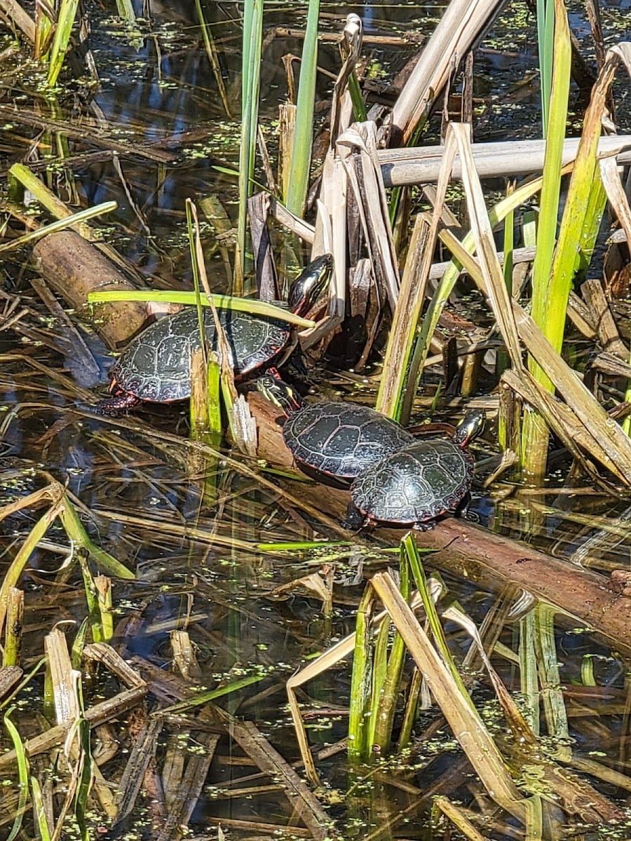 Turtle pond