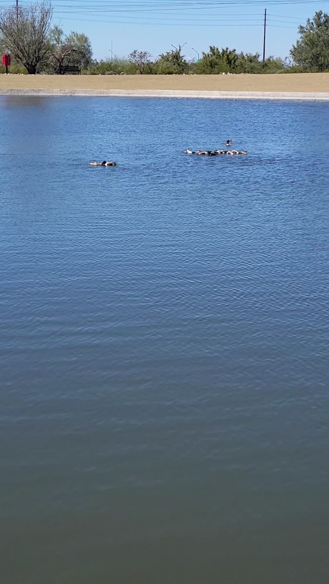 DC Ranch Park, photo 2