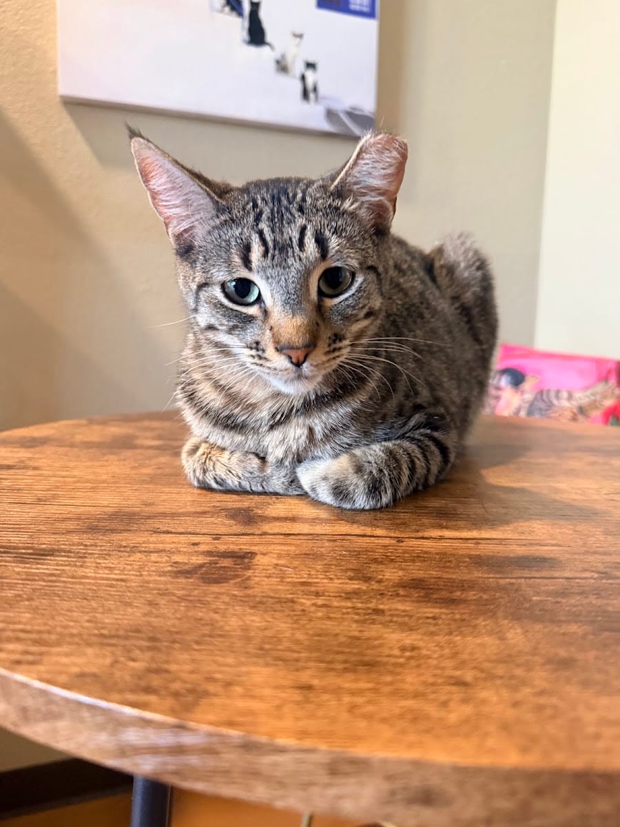 El Jefe Cat Cafe, photo 4