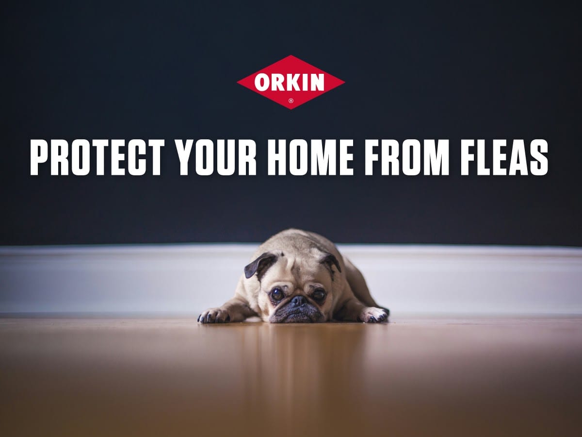 Orkin, photo 3