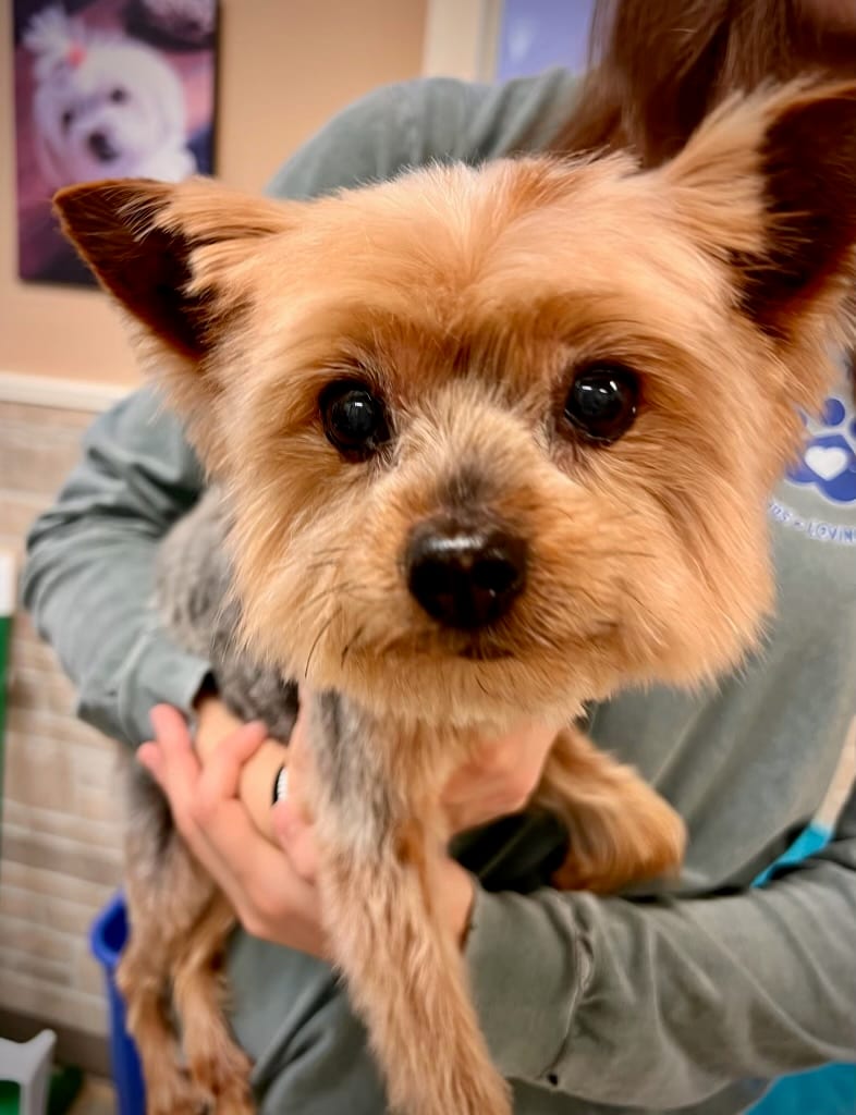 Blue Sky Pet Spa, photo 4