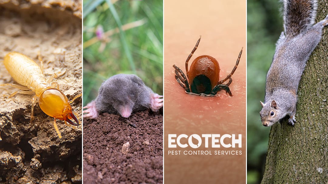 EcoTech Pest Control Services, photo 2
