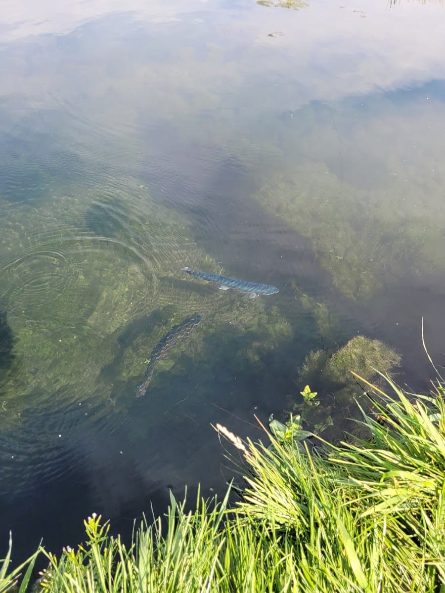 Mountain Valley Trout Farm