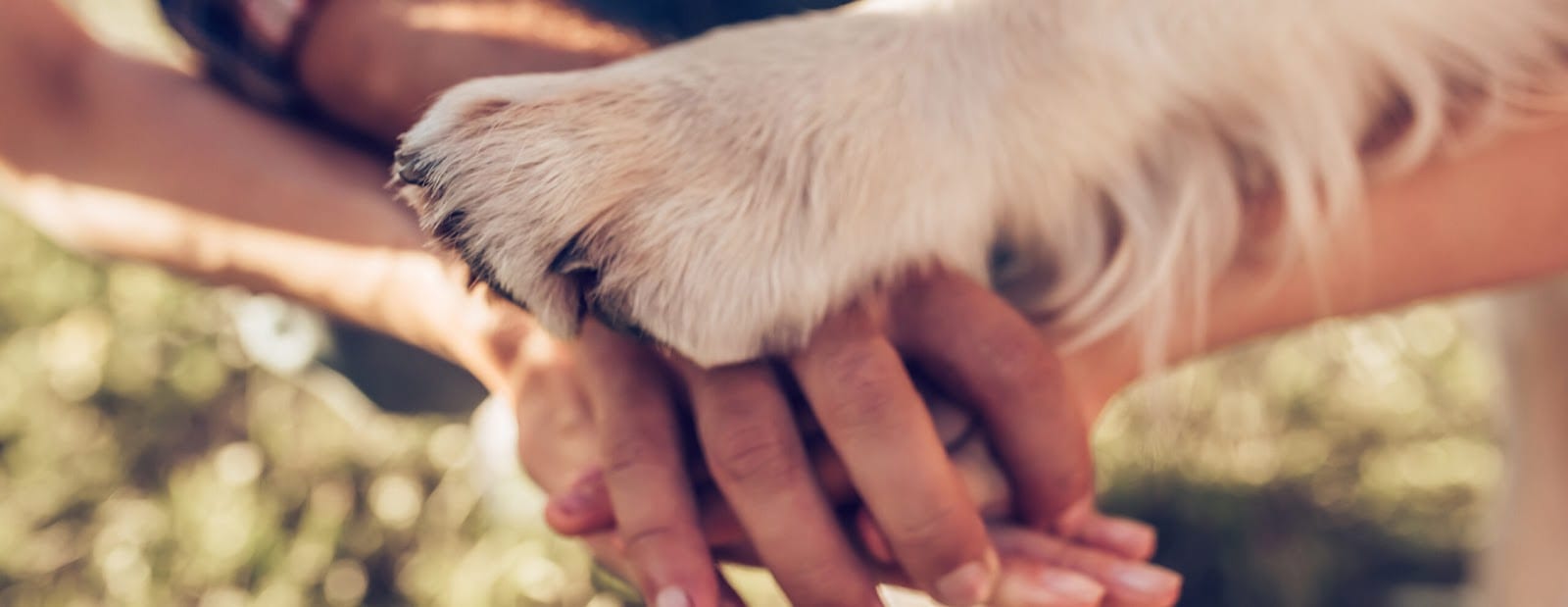 Paradise Animal Hospital, photo 2