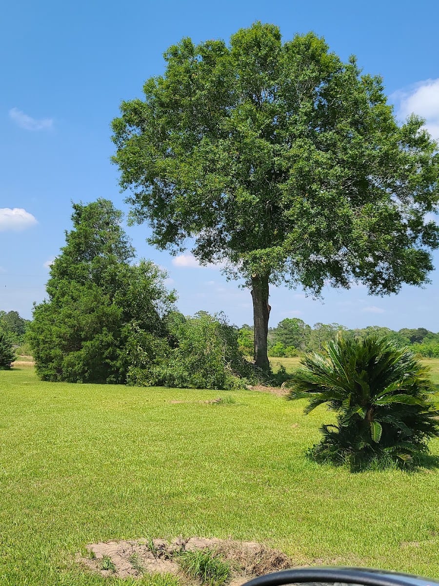 Hagan tree services, photo 3