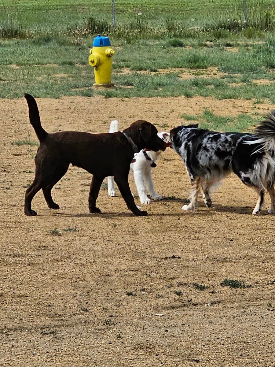 Paws Park Dog Park, photo 3