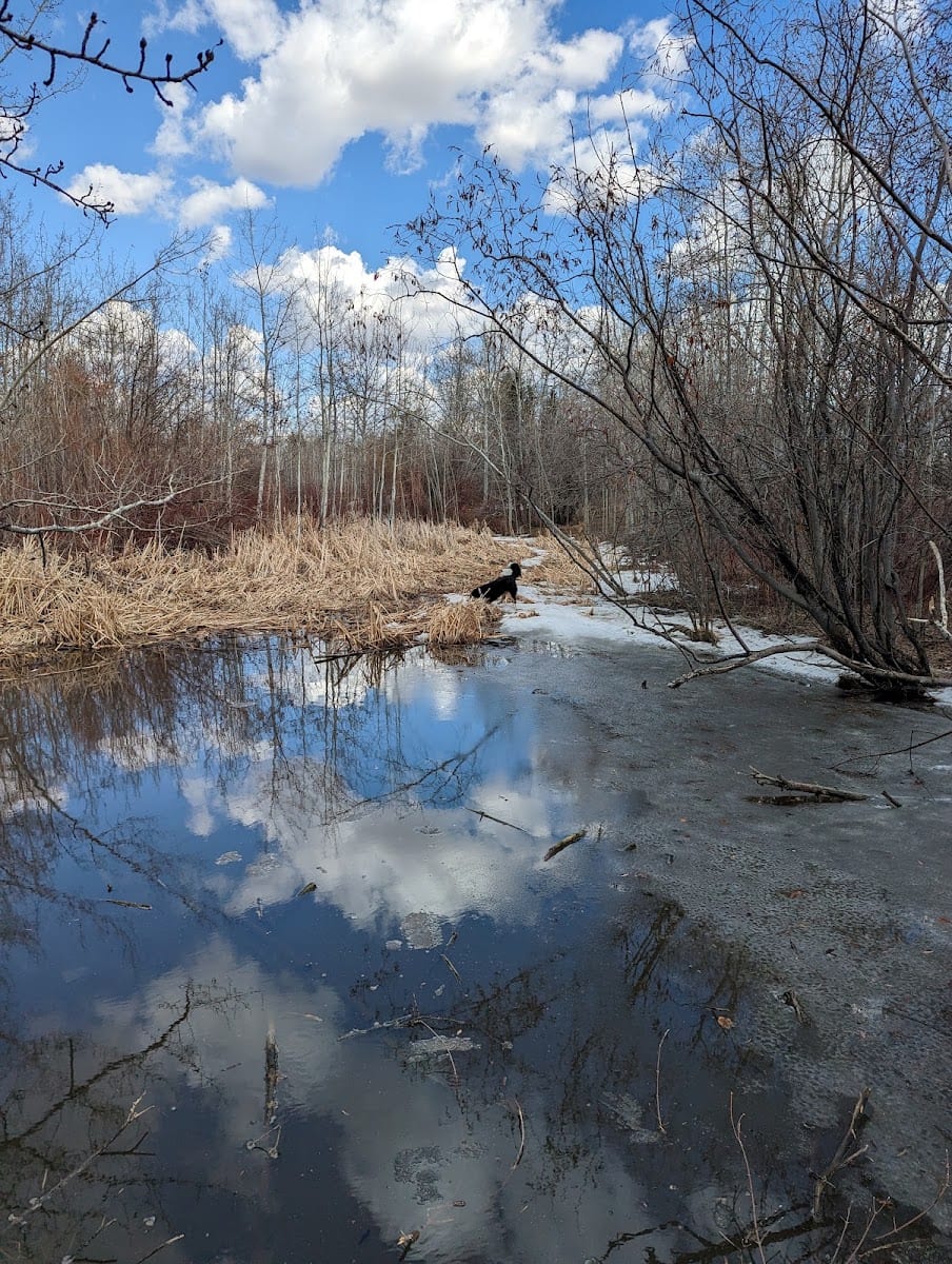 Craigavon Meadows
