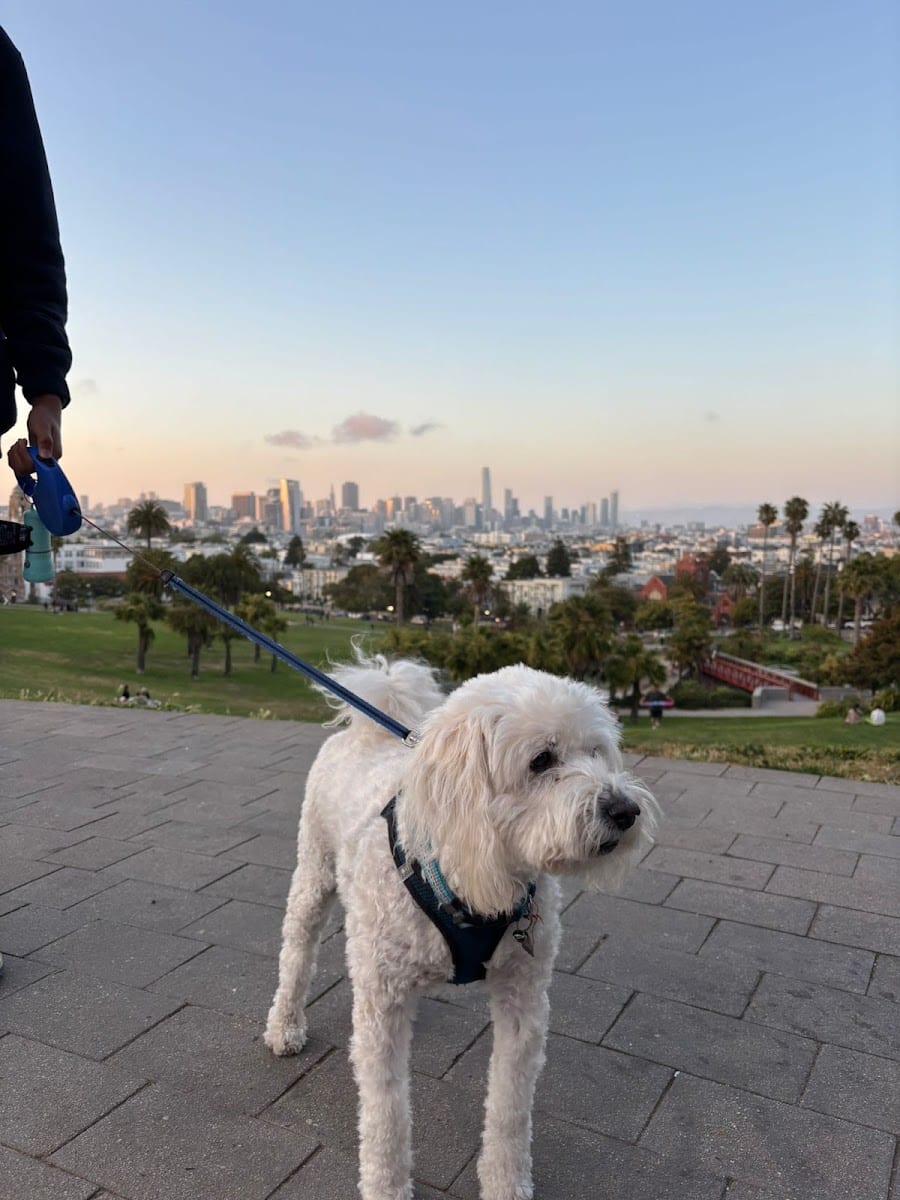 Mission Dolores Dog Play Area South, photo 2