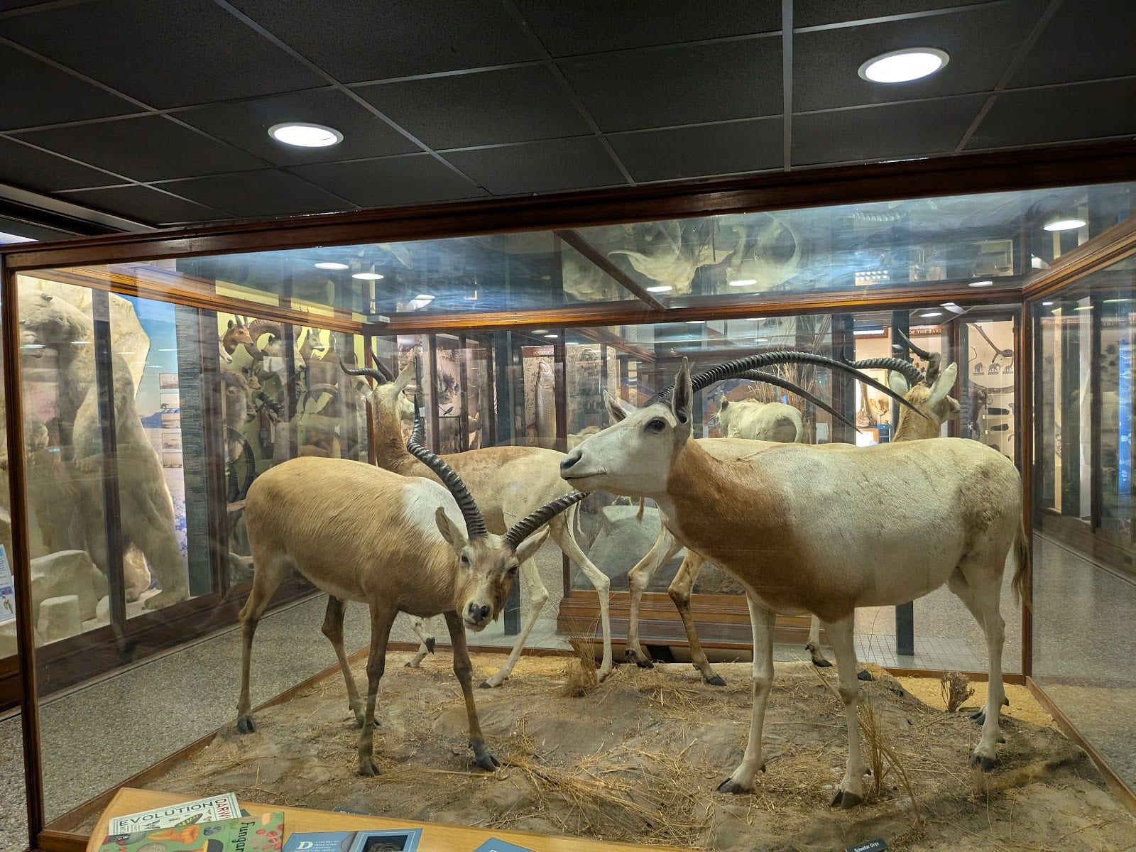 Norfolk Wildlife Gallery, photo 3