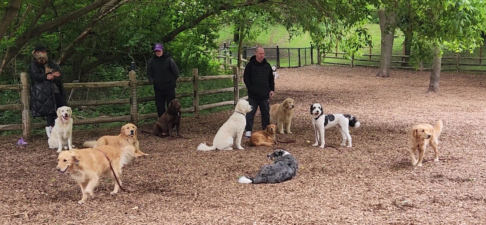 Yonge & York Mills Dog Park, photo 2