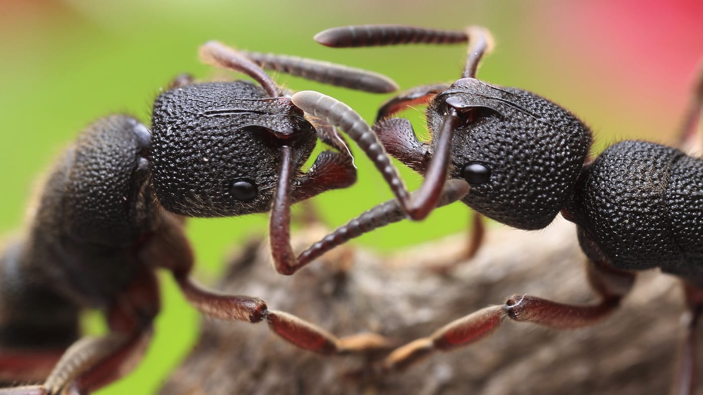 Pest Care Pest Control