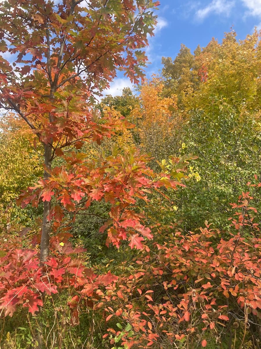 Collin Court Trail, photo 3