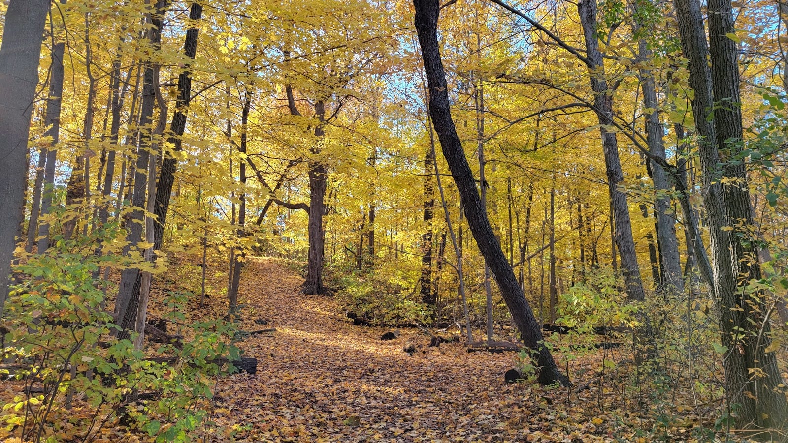 Upper Mill Pond Park, photo 3