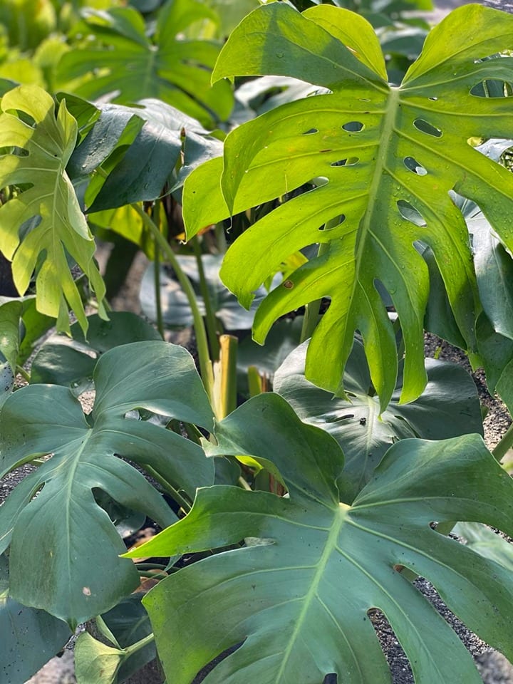 Hazeltine Nurseries, Inc., photo 4