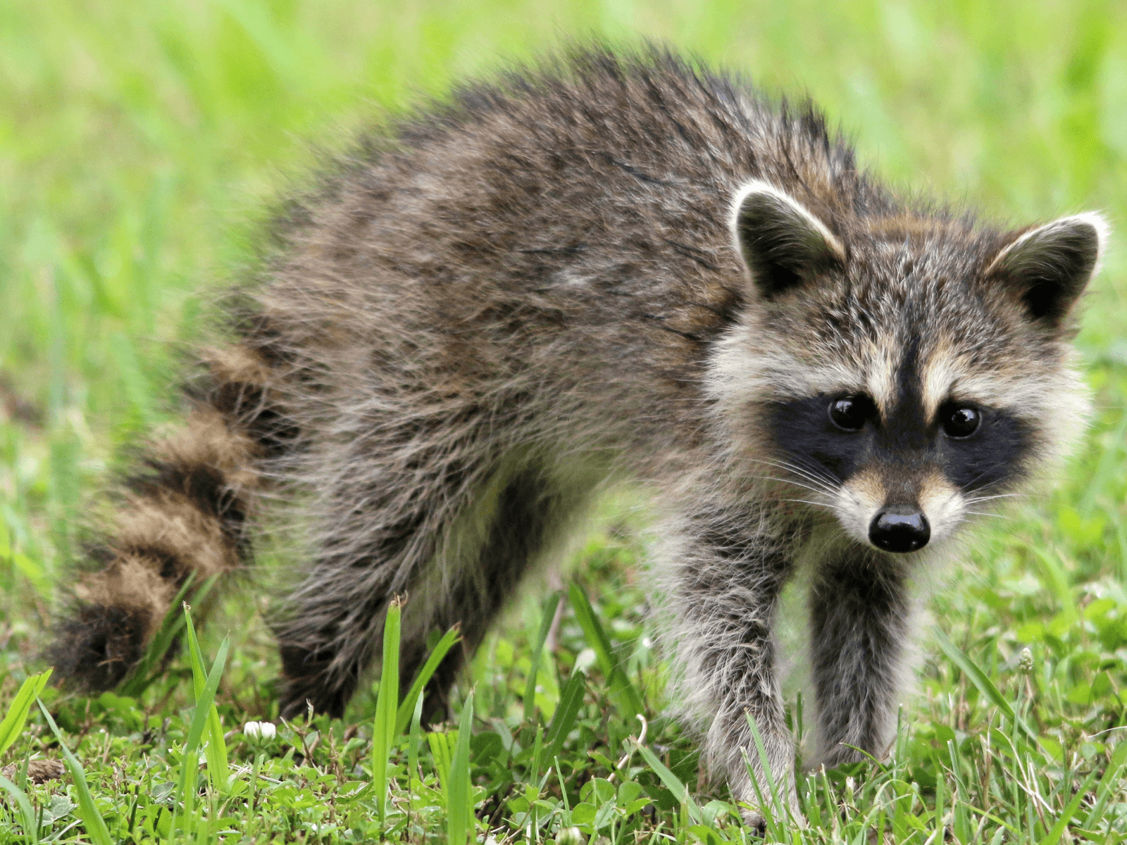 Rabid Raccoon Confirmed in Gwinnett County; Health Officials Issue Warning