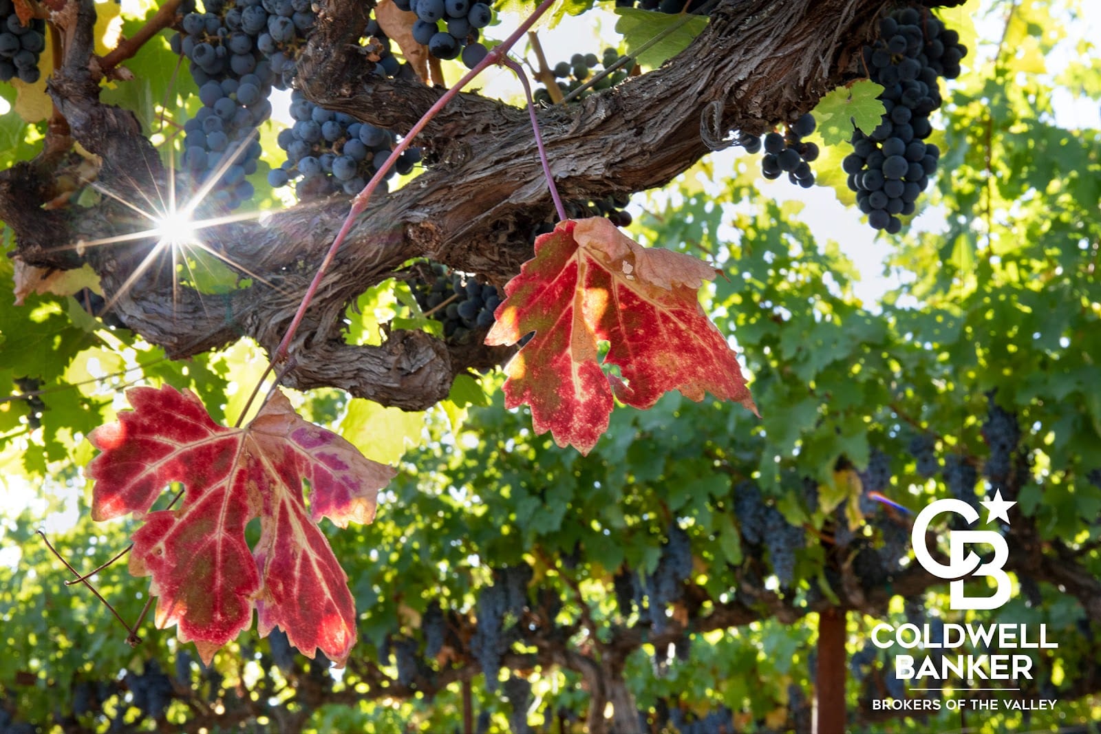 Anne Branson ~ Napa Valley Real Estate ~ Coldwell Banker Brokers of the Valley