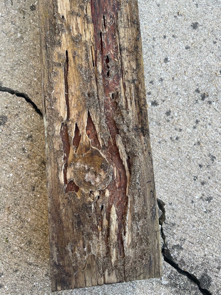 Ace Pest Managment, photo 3