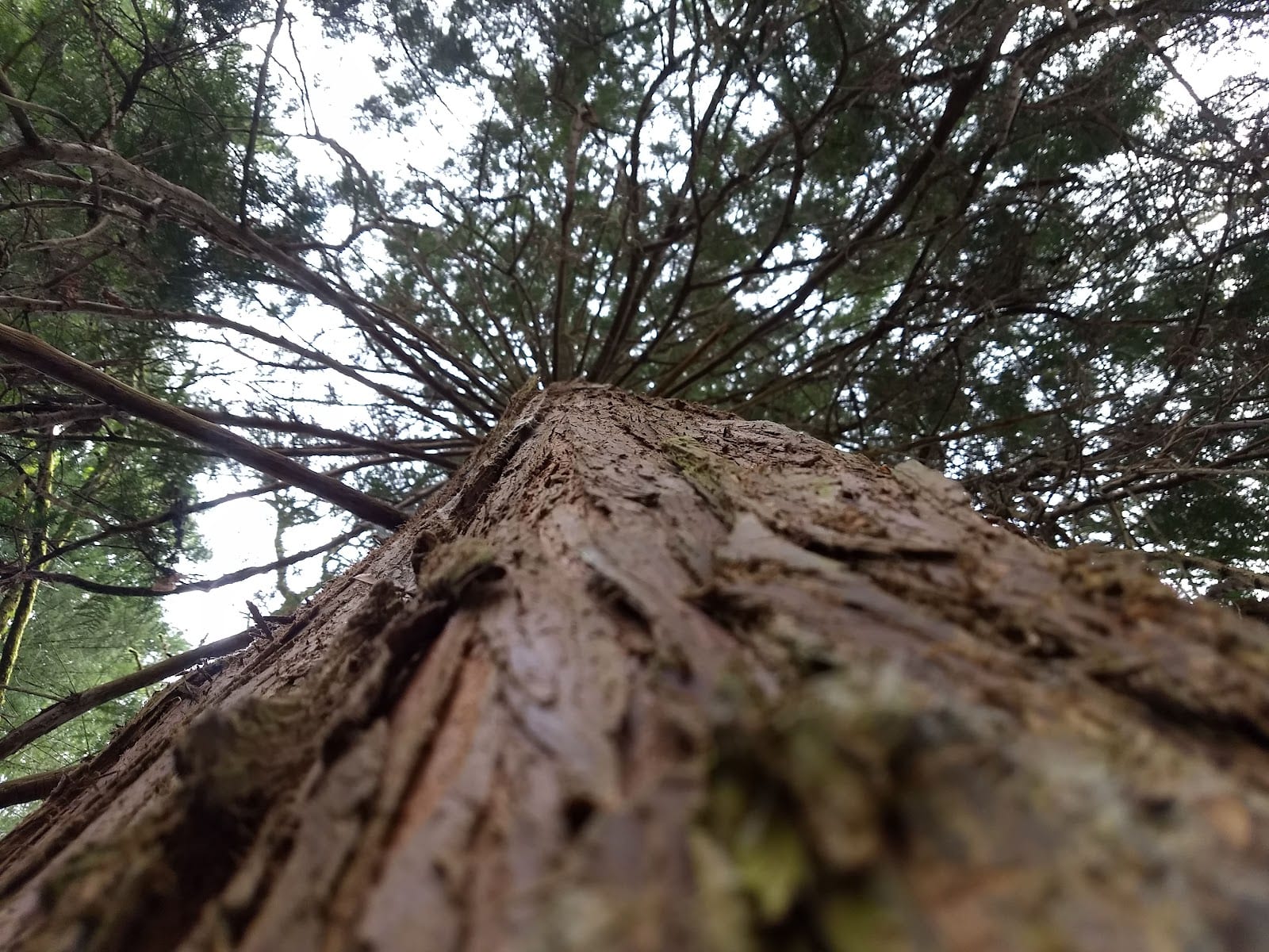 Trillium Park, photo 2