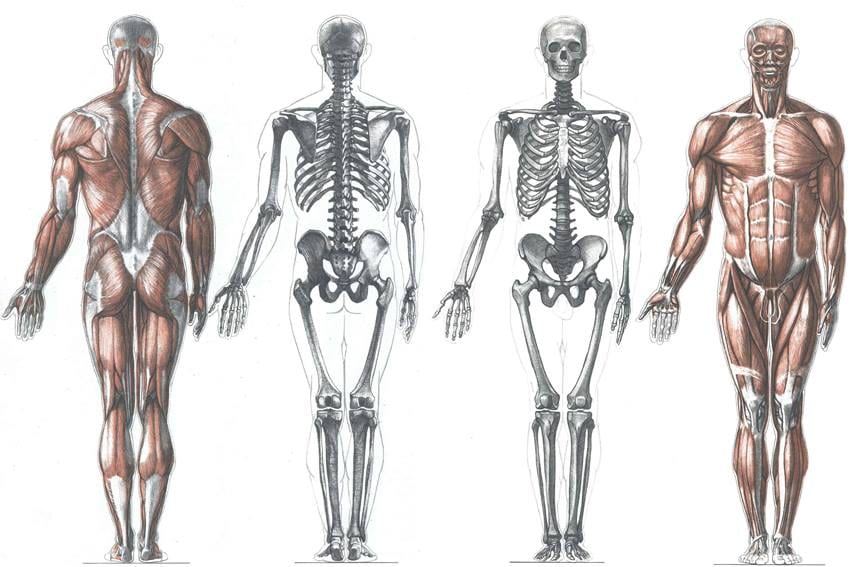 Institute of Muscle Therapies